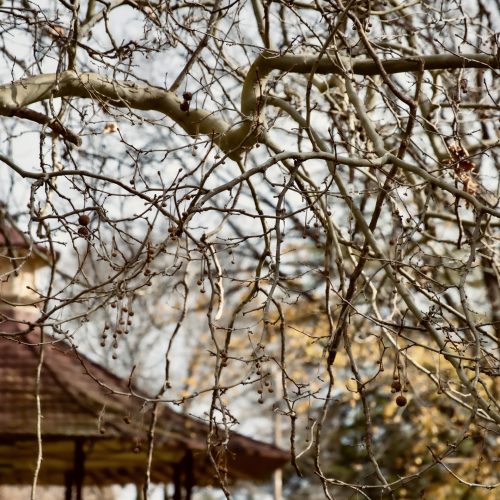 Winter Warmth Awaits in the Glen Innes Highlands